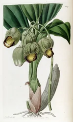Catasetum luridum